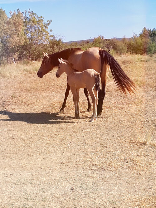 Hispano Sombra, élevage de chevaux de pure race espagnole à Béziers.